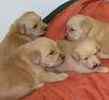 Labradoodle puppies for sale 
