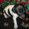 Toy Fox Terrier puppies for sale