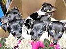Toy Fox Terrier puppies for sale