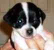 Chihuahua puppies for sale