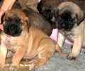 English Mastiff puppies for sale 