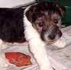 Wire Fox Terrier puppies for sale