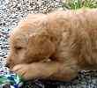 Goldendoodle puppies for sale