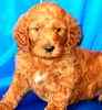 Goldendoodle puppies for sale