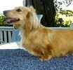 Dachshund puppies for sale