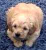 Goldendoodle puppies for sale