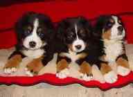 bernese mountain dog puppies for sale