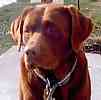 Labrador puppies for sale