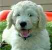 Goldendoodle puppies for sale