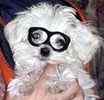 Maltese puppies for sale