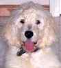 Goldendoodle puppies for sale