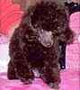 Toy Poodle puppies for sale 