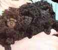 Toy Poodle puppies for sale