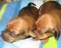 Dachshund puppies for sale