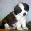 Saint Bernard puppies for sale