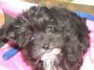 Yorkiepoo puppies for sale