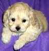 Maltipoo puppies for sale 