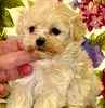 Maltipoo puppies for sale 