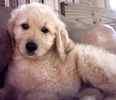 Goldendoodle puppies for sale