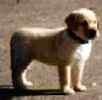 Labrador Retriever puppies for sale 