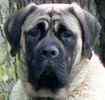 English Mastiff puppies for sale