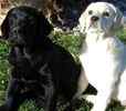 Labrador Retriever puppies for sale 