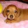 Dachshund puppies for sale