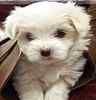 Classified ad for Maltese dog