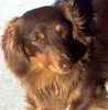 Dachshund puppies for sale