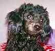 Toy Poodle puppies for sale