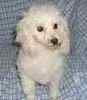 Toy Poodle puppies for sale
