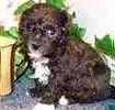 Toy Poodle puppies for sale