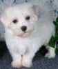 Maltese puppies for sale 