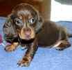 Dachshund puppies for sale