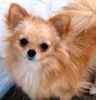 Chihuahua puppies for sale