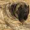 English Mastiff puppies for sale