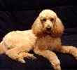 Poodle puppies for sale 