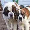 Saint Bernard puppies for sale