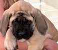 English Mastiff puppies for sale