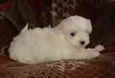 Maltese puppies