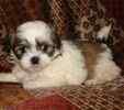 Maltipoo puppies for sale