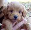 Goldendoodle puppies for sale