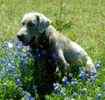Labrador Retreiver stud dog for sale 