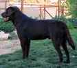 Labrador Retriever puppies for sale