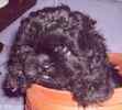 Peekapoo puppies for sale 