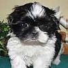 Shih Tzu puppies for sale 