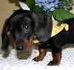 Dachshund puppies for sale