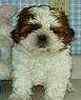 Maltipoo puppies for sale 