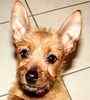 Australian Terrier puppies for sale