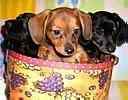 Dachshund puppies for sale
